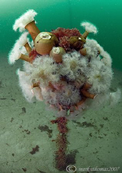 Mooring buoy covered in plumose anemones etc.
Little Kil... by Mark Thomas 